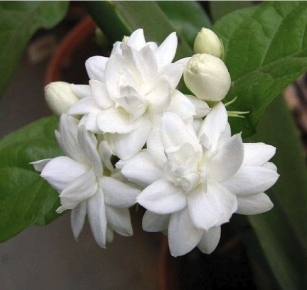 Arabian Jasmine